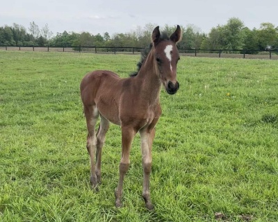 Crown Ridge Royal Treasure