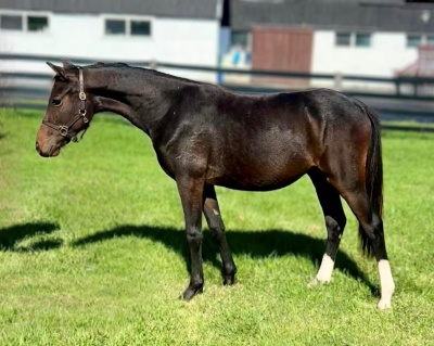 Crown Ridge Fine Art