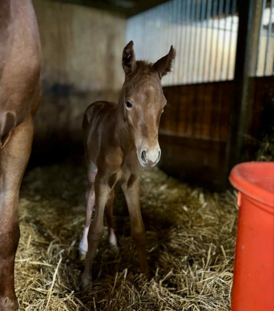 Crown Ridge Spell Bound