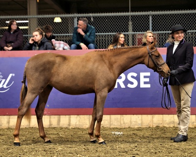 Crown Ridge Magic Treasure